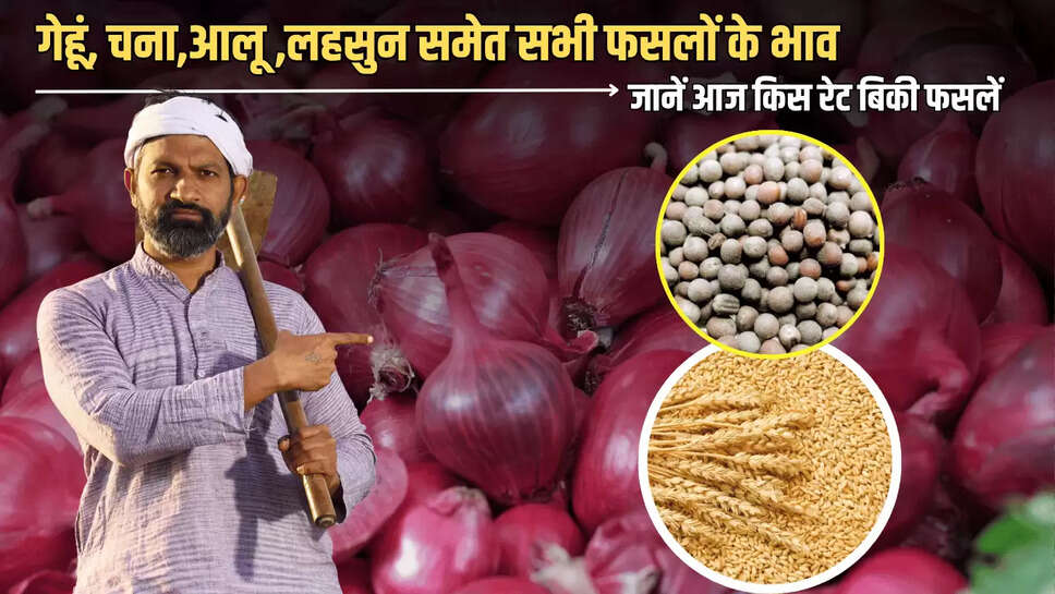 जारी हुए 15 जुलाई को गेहूं, चना,आलू ,लहसुन समेत सभी फसलों के भाव, जानें आज किस रेट बिकी है मंगलवार को आपके यहां फसलें 