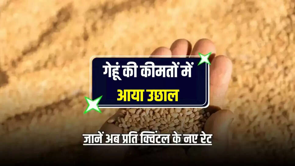 gehun mandi bhav today 3 june