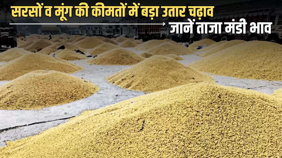 agriculture market news,commodity prices Rajasthan,daily market rates,desi ghee prices,edible oil market,food grains update,jaipur mandi