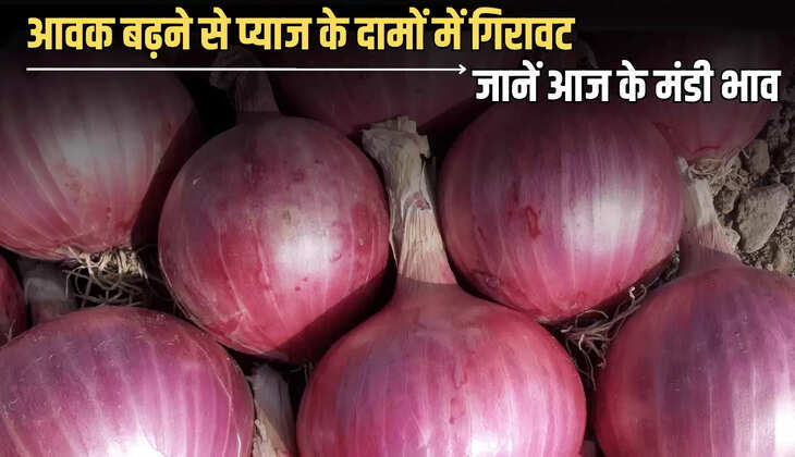 Onion Price : आवक बढ़ने से प्याज के दामों में गिरावट, किसानों के चेहरों पर छाई मायूसी, जानें आज के मंडी भाव 