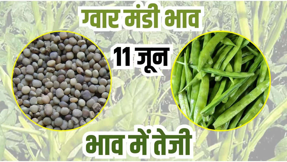 guar mandi bhav today 11 june