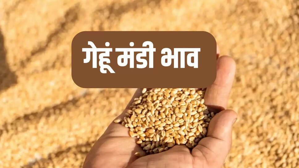 wheat mandi bhav today 16 may
