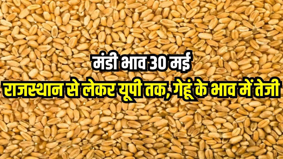 gehun mandi bhav 30 may