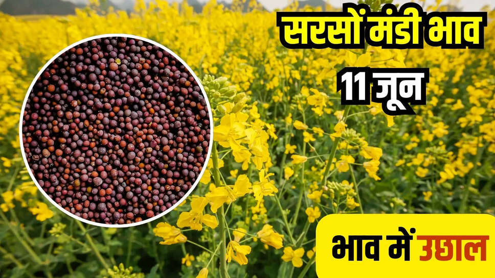 sarson mandi bhav today 11 june
