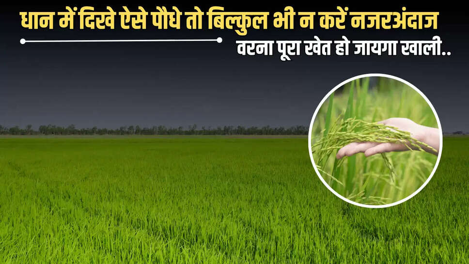 Paddy Crop : धान की फसल में दिखे ऐसे पौधे तो बिल्कुल भी न करें नजरअंदाज, वरना पूरा खेत हो जायगा खाली...