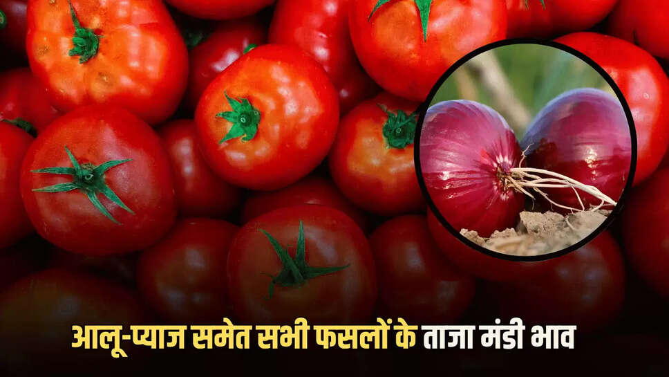  Mandi Bhav 31 july: टमाटर की कीमतों में लगातार बढ़ोतरी, ग्वार फली के दाम चढ़े, जानें आलू-प्याज समेत बाकी सभी फसलों के ताजा मंडी भाव 