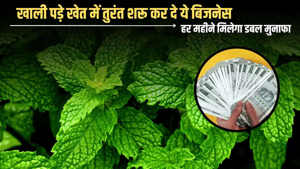 Business Idea: खाली पड़े खेत में तुरंत शरू कर दे ये बिजनेस, हर महीने मिलेगा डबल मुनाफा 