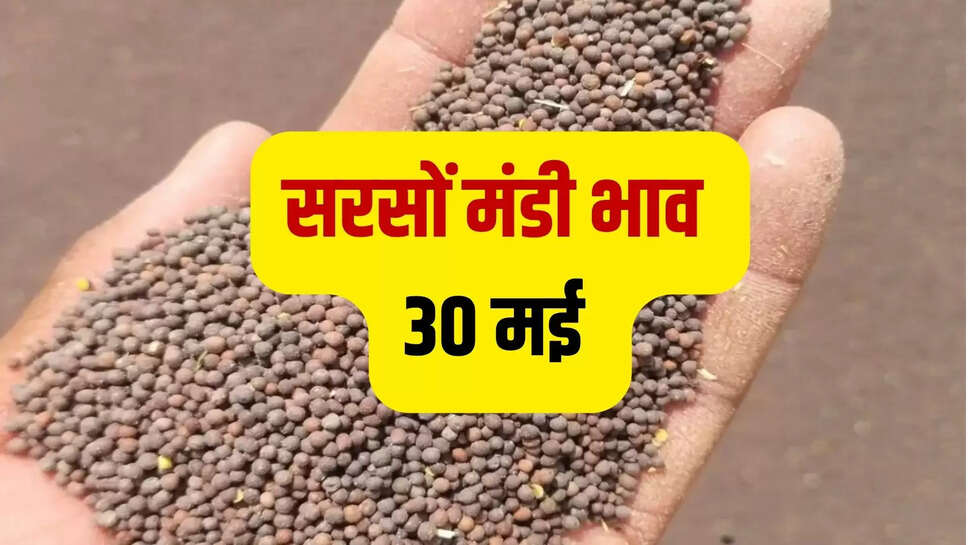 sarson mandi bhav today 30 may