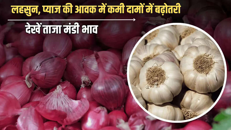 Onion Mandi Price : लहसुन, प्याज की आवक में कमी दामों में बढ़ोतरी? देखें आज सभी फसलों के ताजा मंडी भाव 