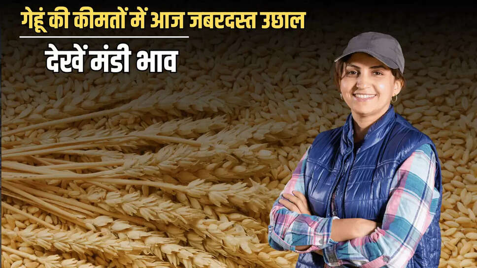 Wheat Price Hike: गेहूं की कीमतों में आज जबरदस्त उछाल,किसानों के चेहरे खिले, देखें मंडी भाव 