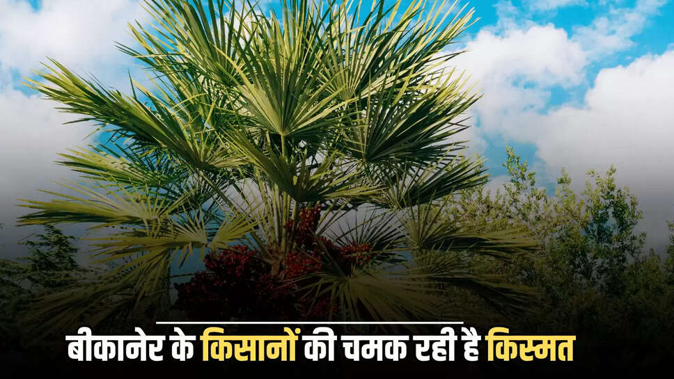 बीकानेर के किसानों की चमक रही है किस्मत, खजूर की खेती से मालामाल हो रहे है लोग 