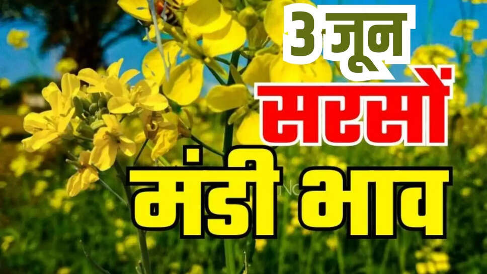 sarson mandi bhav today 3 june