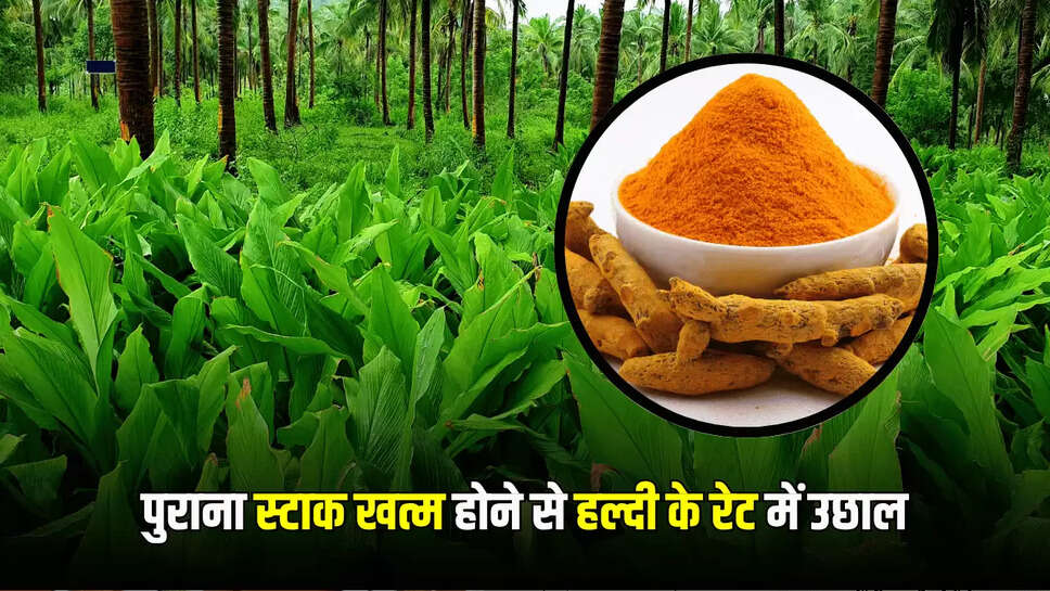 Turmeric rate Hike : पुराना स्टाक खत्म होने से हल्दी के रेट में उछाल, जानें 5 जून के मंडी भाव 