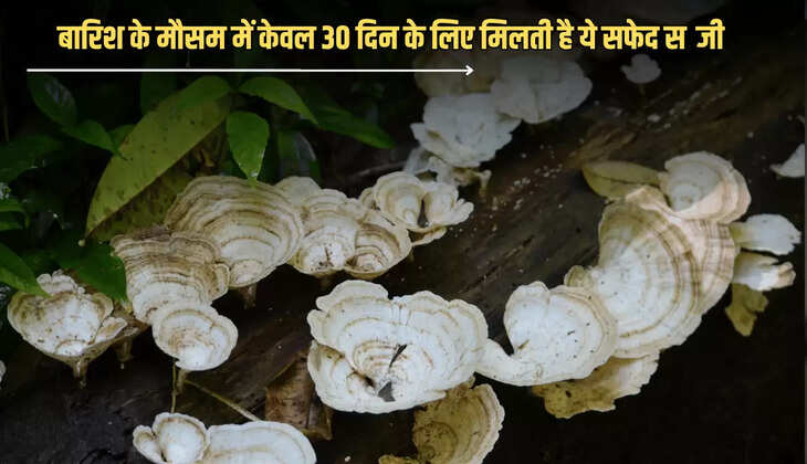 Junglee Mushroom: बारिश के मौसम में केवल 30 दिन के लिए मिलती है ये सफेद सब्जी, एक बार चख लिया स्वाद फिर उम्रभर नहीं पाओगे भूल 