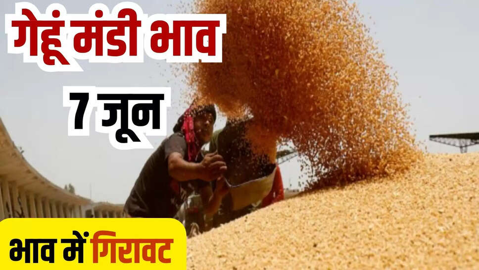 gehun mandi bhav today 7 june