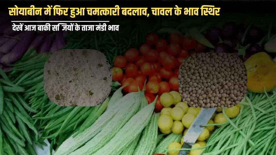 Vegetables Price Today : सोयाबीन में फिर हुआ चमत्कारी बदलाव, चावल के भाव स्थिर, देखें आज बाकी सब्जियों के ताजा मंडी भाव