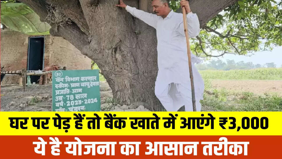 Pension For Trees