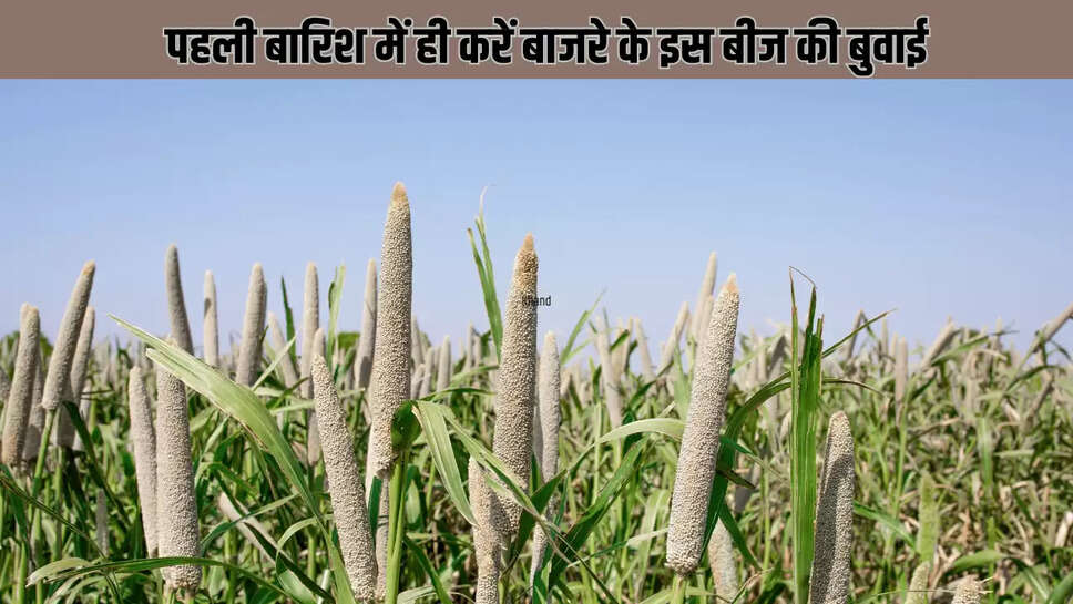 FASAL KI BUVAI