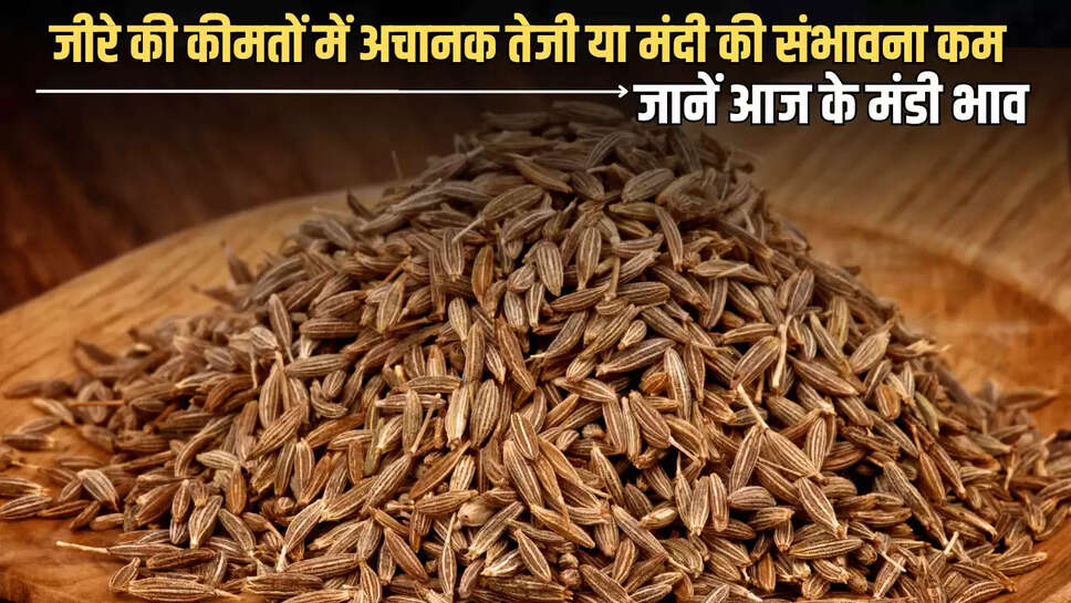 वर्तमान में ऊंझा मंडी में जीरे की दैनिक आक्क 8 से 10 हजार बोरी के बीच बनी हुई है। इधर मानसून की सक्रियता के चलते कई राज्यों में भारी वर्षा होने से आवागमन में थोड़ी बाधा आ सकती है, जिससे सप्लाई चेन पर हल्का असर दिख सकता है, लेकिन स्टॉक की अधिकता के चलते कीमतों पर ज्यादा असर पड़ने की संभावना नहीं है।Cumin Mandi Bhav