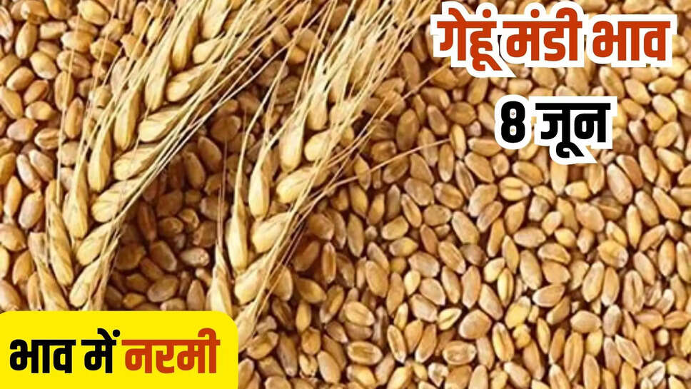 gehun mandi bhav today 8 june