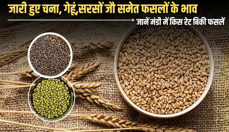 Mandi Bhav 9 july 2025 : जारी हुए चना, गेहूं,सरसों, जौ समेत फसलों के भाव, जानें आज मंडी में किस रेट बिकी सभी फसलें 