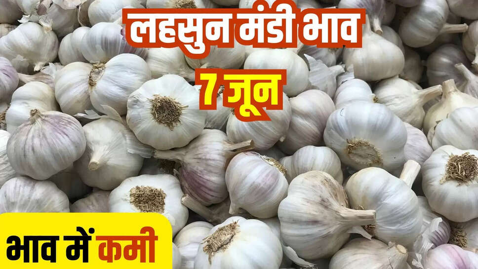 lahsun mandi bhav today 7 june
