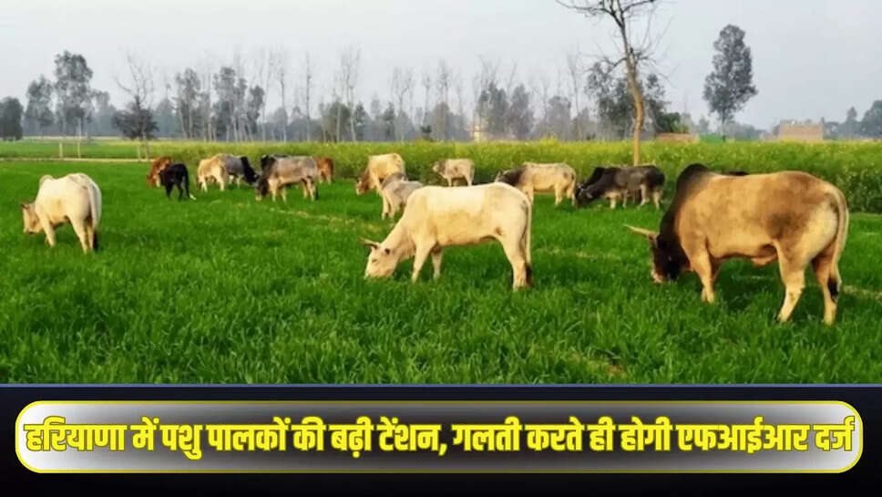 Haryana News