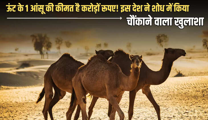 camel and snake,uses of camels tears,research on camel