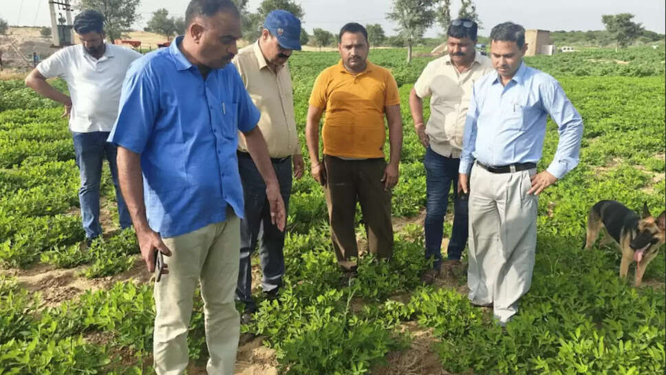 राजस्थान में खरीफ की फसलों में कातरा कीट के प्रकोप, जानें कृषि वैज्ञानिकों के अनुसार समाधान 