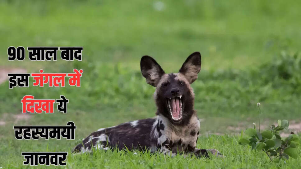 WILD DOG